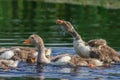 Domestic geese chicks on the lake Royalty Free Stock Photo