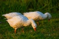 Domestic geese and ducks walk along the river Bank, eat grass and swim on the water in the early summer morning Royalty Free Stock Photo