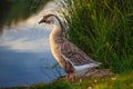 Domestic geese and ducks walk along the river Bank, eat grass and swim on the water in the early summer morning Royalty Free Stock Photo