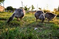 Domestic geese family graze on traditional village barnyard. Group of goose walking on the grass. Gosse lying in the garden Royalty Free Stock Photo