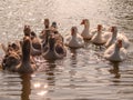 Domestic geese floating on the water of the pond, illuminated by the sun. Royalty Free Stock Photo