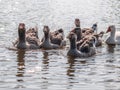 Domestic geese floating on the water of the pond, illuminated by the sun. Royalty Free Stock Photo