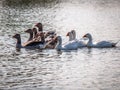 Domestic geese floating on the water of the pond, illuminated by the sun. Royalty Free Stock Photo