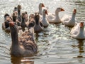 Domestic geese floating on the water of the pond, illuminated by the sun. Royalty Free Stock Photo