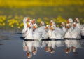 Domestic geese flock on the lake Royalty Free Stock Photo