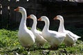 Domestic geese Royalty Free Stock Photo