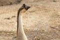 Domestic geese / goose family graze on traditional village barnyard. Gander feed on rural farm yard. Royalty Free Stock Photo