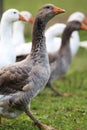 Domestic geese and goose are grazing in the green grass Royalty Free Stock Photo