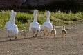 Domestic geese with goslings Royalty Free Stock Photo