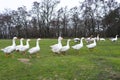 Domestic geese graze in the meadow. Poultry walk on the grass. Domestic geese are walking on the grass. Rural bird grazes in the