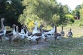 Domestic geese graze. Pets. Goose feathers. Geese on the street Royalty Free Stock Photo