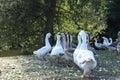 Domestic geese graze. Pets. Goose feathers. Geese on the street Royalty Free Stock Photo