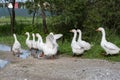 Domestic geese graze on a traditional rustic goose farm. Pets Royalty Free Stock Photo