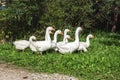 Domestic geese graze on a traditional rustic goose farm. Pets Royalty Free Stock Photo