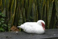 Domestic geese graze on traditional village goose farm Royalty Free Stock Photo