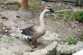 Domestic geese graze on traditional village goose farm Royalty Free Stock Photo