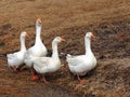 Domestic geese graze on traditional village goose farm Royalty Free Stock Photo