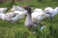 Domestic geese graze on traditional village goose farm Royalty Free Stock Photo