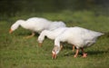 Domestic geese grazing