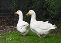 Domestic Geese In Ireland Royalty Free Stock Photo