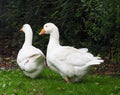 Domestic Geese In Ireland Royalty Free Stock Photo