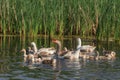 Domestic geese on the lake Royalty Free Stock Photo