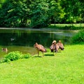 Domestic geese by the lake in city park Royalty Free Stock Photo