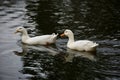 Domestic geese on a lake Royalty Free Stock Photo