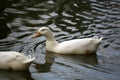 Domestic geese on a lake Royalty Free Stock Photo