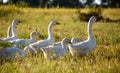 Domestic geese on a meadow. Fall rural farm landscape. Geese in the grass, domestic bird, flock of geese