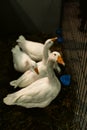 Domestic geese in a poultry farm, livestock animals, breeding. Agriculture, caged animal welfare