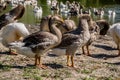 Domestic geese on the river Royalty Free Stock Photo