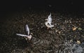 Domestic geese on a rocky pond.