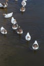 Domestic geese swim in the river. A flock of domestic geese on the river on a hot sunny summer day Royalty Free Stock Photo