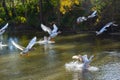 Domestic geese swim in the river. A flock of domestic geese on the river on a hot sunny summer day Royalty Free Stock Photo