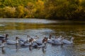 Domestic geese swim in the river. A flock of domestic geese on the river on a hot sunny summer day Royalty Free Stock Photo