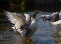 Domestic geese swim in the water. A flock of white beautiful geese in the river Royalty Free Stock Photo