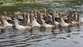 Domestic geese swim in the water. A flock of white beautiful geese in the river animal photo Royalty Free Stock Photo