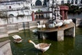 Domestic geese swimming in the old fountains