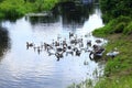 Domestic geese swimming on the water Royalty Free Stock Photo