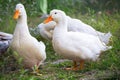 Domestic geese Royalty Free Stock Photo