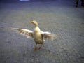 domestic geese walk on the pavement in the city