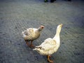 domestic geese walk on the pavement in the city