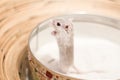 Domestic Gerbil in box sand Royalty Free Stock Photo