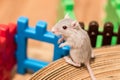 Domestic Gerbil playing Royalty Free Stock Photo