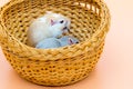 Pet mouses grey and brown color eating from a bowl Royalty Free Stock Photo