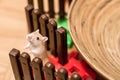 Domestic Gerbil playing Royalty Free Stock Photo
