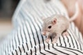 Domestic Gerbil playing on human clothes Royalty Free Stock Photo