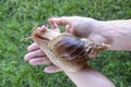 Domestic giant African Akhatina snail in the hands of a little girl against a green lawn