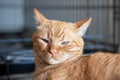 Domestic ginger cat at home portrait closeup